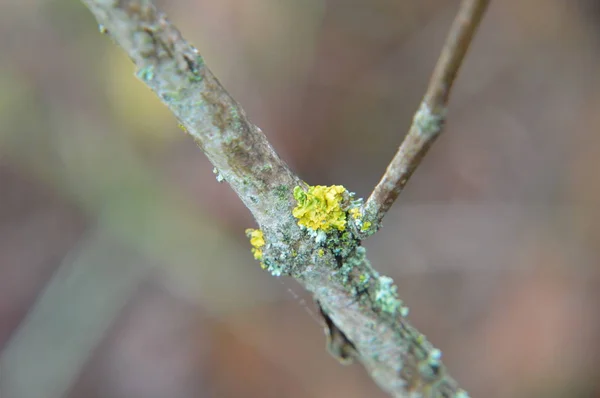 Makroaufnahme von Walddetails von Bäumen und Pflanzen in der Natur — Stockfoto