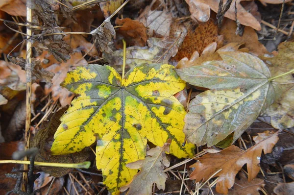 Macro colpo di foresta foglie cadute dopo la pioggia in natura — Foto Stock