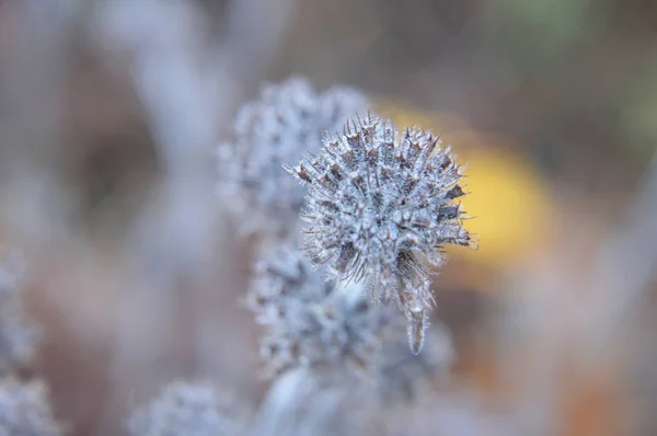 Macro plano de detalles del bosque de árboles y plantas en la naturaleza —  Fotos de Stock