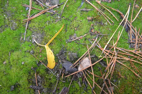 Macro shot of forest stumps and green moss in nature — Stock Photo, Image