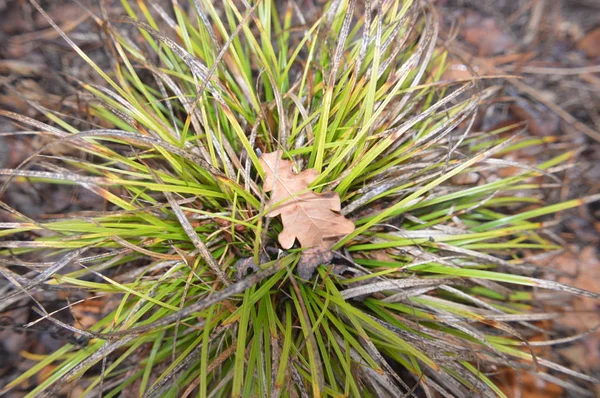 Macro shot of forest details of trees and plants in nature — Stock Photo, Image