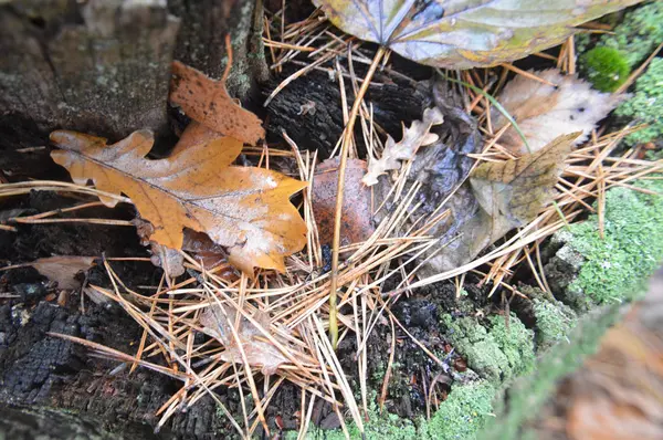 자연계에서 비가 내린 후에 낙엽이 썩어 버린 대형동물 사진 — 스톡 사진