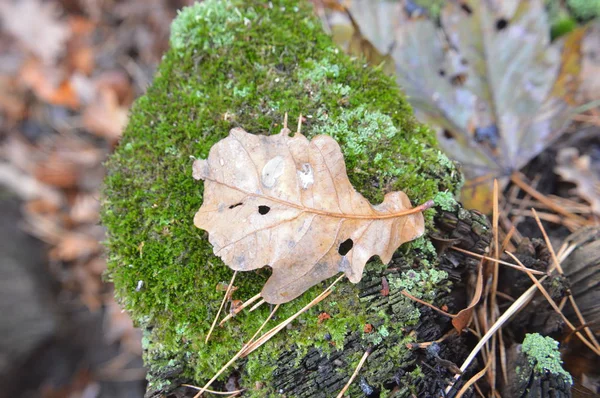 Makroaufnahme von umgestürzten Blättern nach Regen in der Natur — Stockfoto