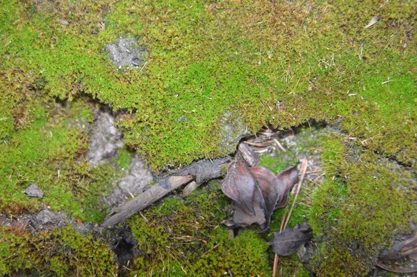 Макро выстрел из лесных пней и зеленого мха в природе — стоковое фото