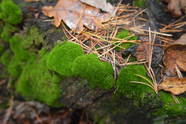 Macro shot de souches forestières et de mousse verte dans la nature — Photo