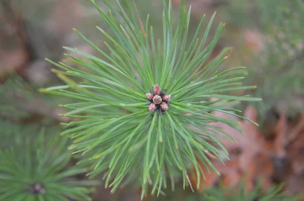 Macro shot of forest details of trees and plants in nature — Stock Photo, Image