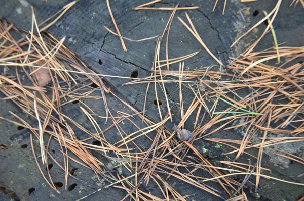 Macro shot van bosstronken en groen mos in de natuur — Stockfoto