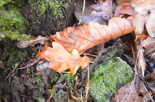 Macro disparo de hojas caídas del bosque después de la lluvia en la naturaleza —  Fotos de Stock