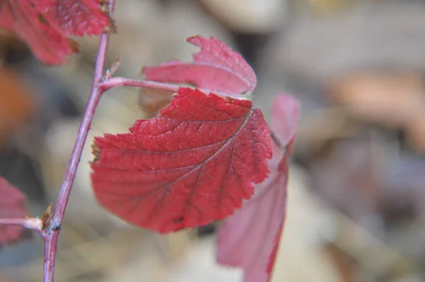 Makro záběr lesa spadlé listí po dešti v přírodě — Stock fotografie