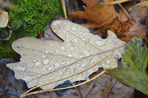 Macro tiro de floresta folhas caídas após a chuva na natureza — Fotografia de Stock