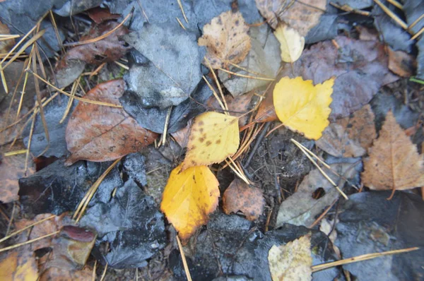 Macro tiro de floresta folhas caídas após a chuva na natureza — Fotografia de Stock