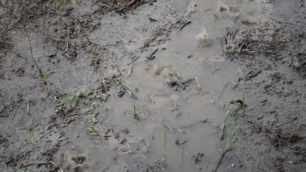 Está Lloviendo Llueve Fuerte Agua Fluye — Vídeos de Stock