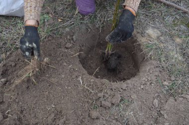 Bahçeye taze ıhlamur tohumu ekiyorum.