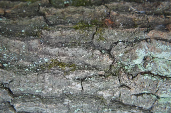 Madeira maciça e texturas de superfície de madeira serrada processadas — Fotografia de Stock