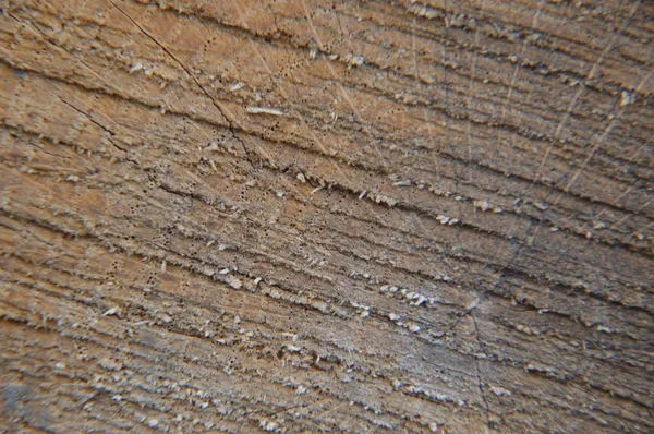 实木和加工木材表面结构 — 图库照片