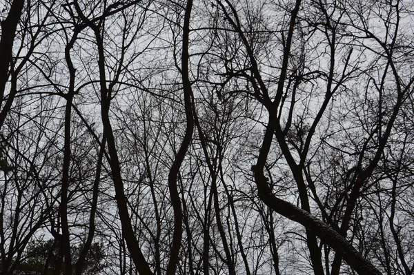 La textura de la primera nieve invernal en el parque — Foto de Stock