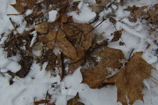 Textura prvního zimního sněhu v parku — Stock fotografie