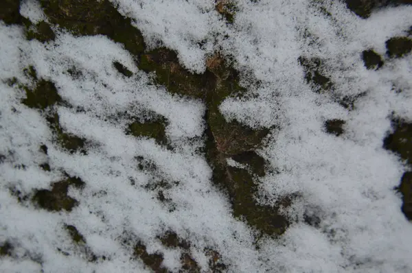 La texture de la première neige d'hiver dans le parc — Photo