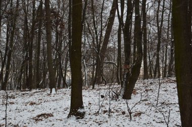 Parktaki ilk kış karının dokusu.