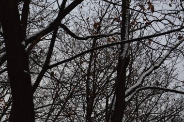 Parktaki ilk kış karının dokusu.