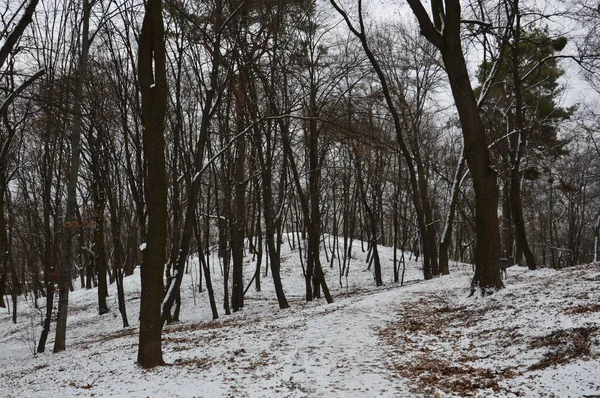 La trama della prima neve invernale nel parco — Foto Stock