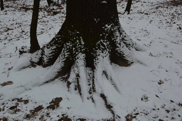 La texture de la première neige d'hiver dans le parc — Photo
