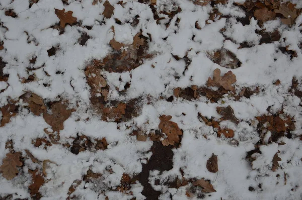 La texture de la première neige d'hiver dans le parc — Photo