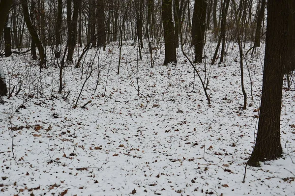 La textura de la primera nieve invernal en el parque — Foto de Stock