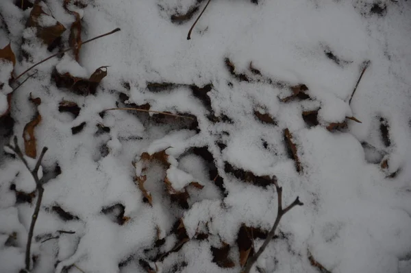 La texture de la première neige d'hiver dans le parc — Photo