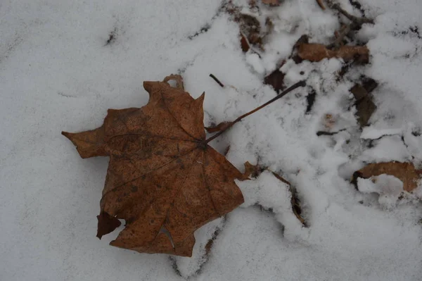 公园里冬季第一场雪的质地 — 图库照片