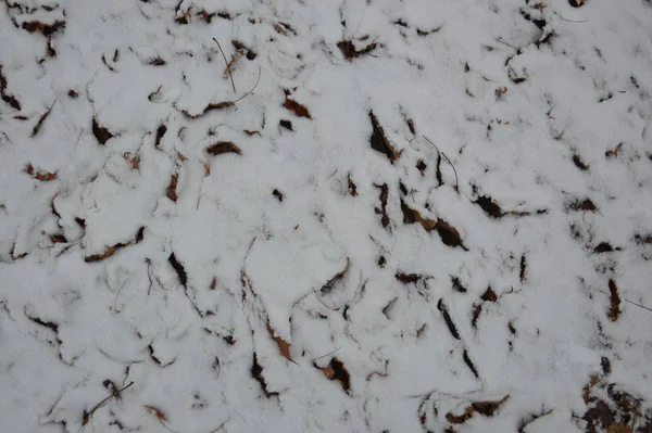 La texture de la première neige d'hiver dans le parc — Photo