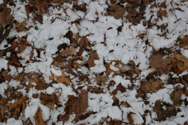 La texture de la première neige d'hiver dans le parc — Photo