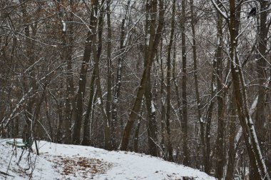 Parktaki ilk kış karının dokusu.