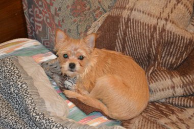 Chihuahua köpek yavrusu yakın çekimde oynuyor.