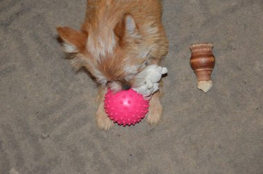 Chihuahua köpek yavrusu yakın çekimde oynuyor.