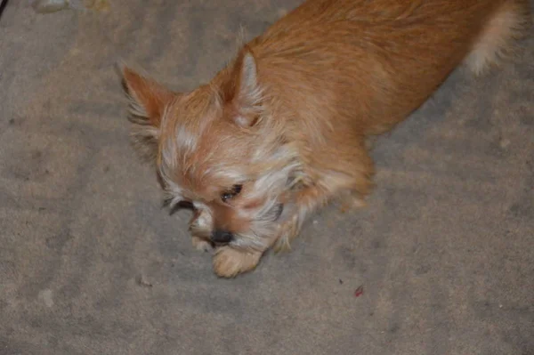 Chihuahua cachorro perro jugando de cerca — Foto de Stock