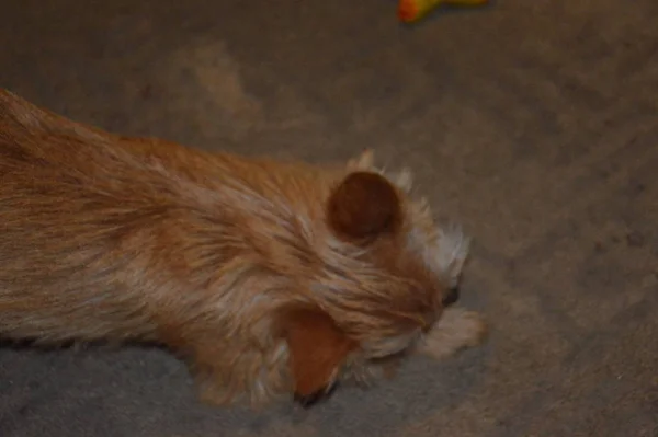 Chihuahua hond puppy spelen close-up — Stockfoto