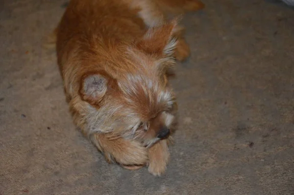 Chihuahua dog puppy playing close-up — Stock Photo, Image