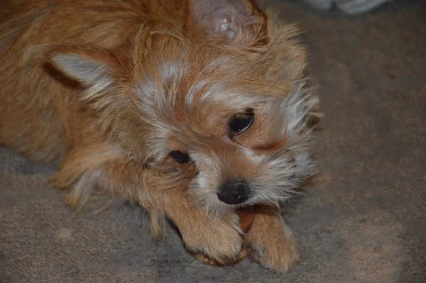 Chihuahua hond puppy spelen close-up — Stockfoto