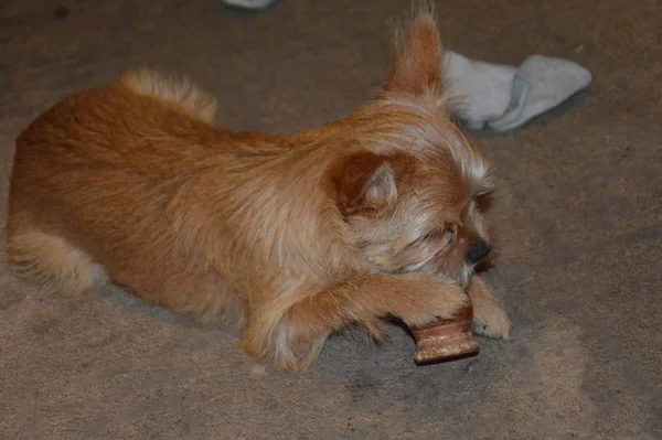 Chihuahua cachorro perro jugando de cerca —  Fotos de Stock