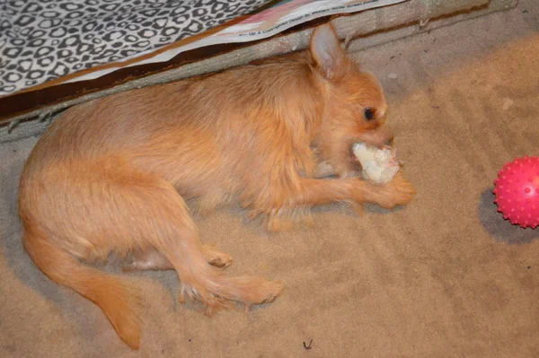 Chihuahua Cachorro Cão Jogando Close — Fotografia de Stock