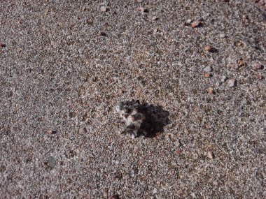 Kızıl Deniz 'de Mısır deniz kabukları var.