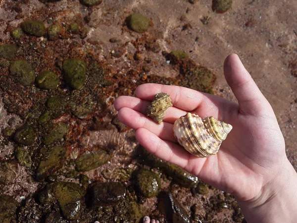 Ägyptische Muscheln im Roten Meer in Nahaufnahme — Stockfoto