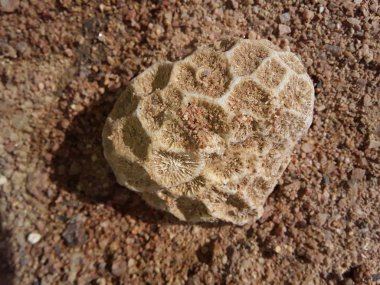 Kızıl Deniz 'de Mısır deniz kabukları var.