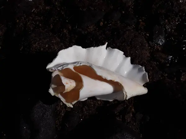 근접 해 있는 홍 해의 이집트 조개껍데기 — 스톡 사진