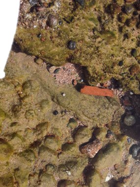 Mısır 'ın Sharm El tatil beldesinde Kızıl Deniz' deki taş dokusu. 