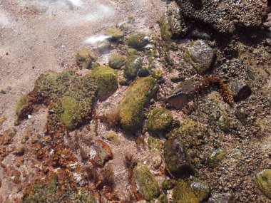Mısır 'ın Sharm El tatil beldesinde Kızıl Deniz' deki taş dokusu. 