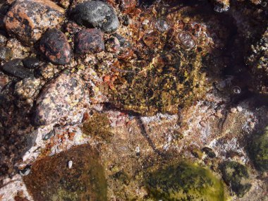Mısır 'ın Sharm El tatil beldesinde Kızıl Deniz' deki taş dokusu. 