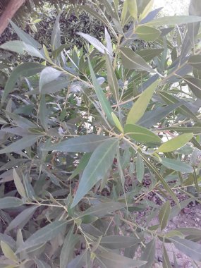 Kızıl Deniz 'deki Sharm El Sheikh Tatil Köyü' ndeki Mısır Bitkileri