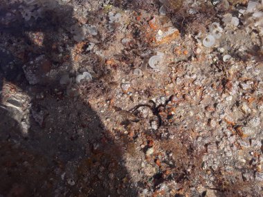 Kızıl Deniz 'deki deniz yıldızı Sharm El Sheikh tatil beldesinde.